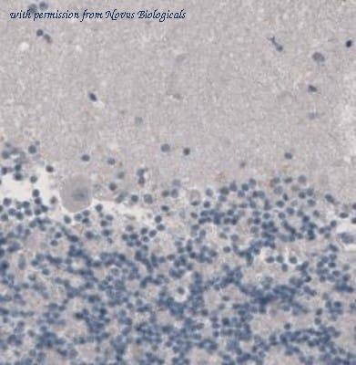 Novus Biologicals NBP2-36743 image 1
