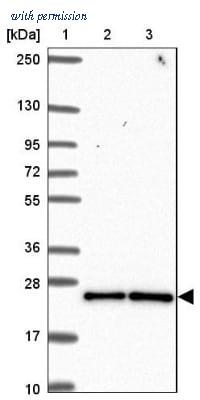 Novus Biologicals NBP2-30374 image 1