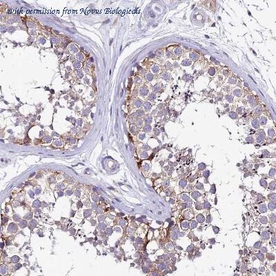 Novus Biologicals NBP2-30386 image 1