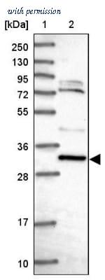 Novus Biologicals NBP2-30390 image 1