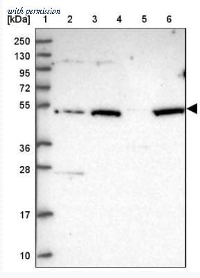 Novus Biologicals NBP2-30467 image 1