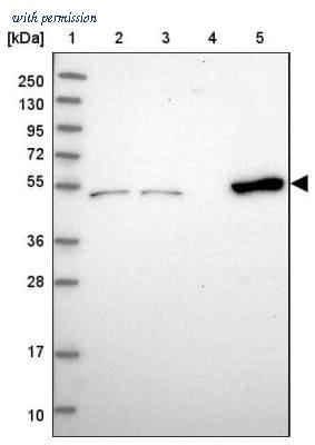 Novus Biologicals NBP2-30476 image 1