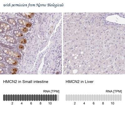 Novus Biologicals NBP2-30512 image 1