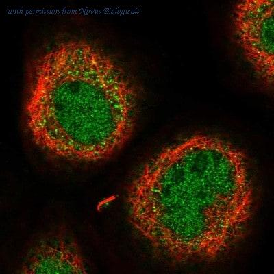Novus Biologicals NBP2-30537 image 1