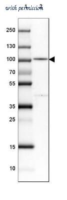 Novus Biologicals NBP2-30594 image 1