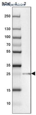 Novus Biologicals NBP2-30640 image 1