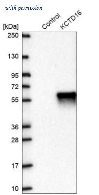 Novus Biologicals NBP2-30652 image 1