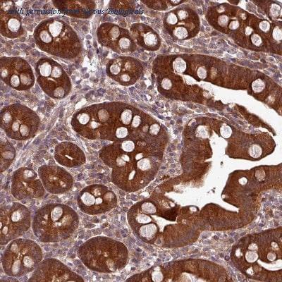Novus Biologicals NBP2-30680 image 1