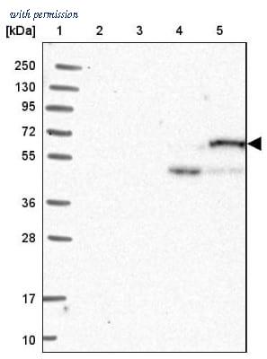 Novus Biologicals NBP2-30692 image 1