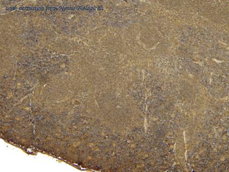 Novus Biologicals NB600-243 image 1