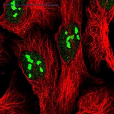 Novus Biologicals NBP2-30672 image 1