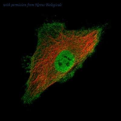 Novus Biologicals NBP2-36764 image 1