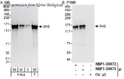 Novus Biologicals NBP1-30472 image 1