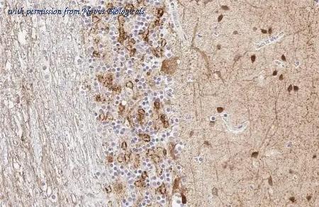Novus Biologicals NBP3-25474 image 1
