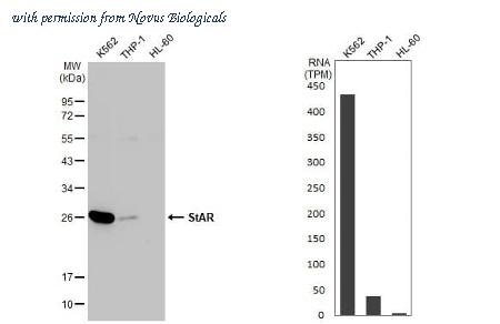 Novus Biologicals NBP3-25696 image 1