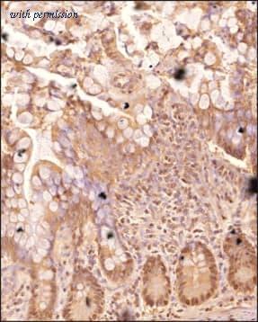 Novus Biologicals NBP3-23576 image 1