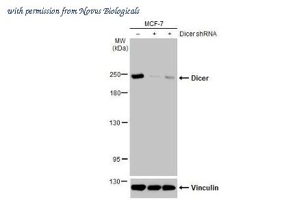 Novus Biologicals NBP3-25439 image 1