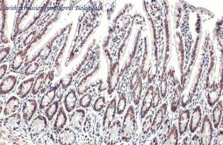 Novus Biologicals NBP3-25540 image 1