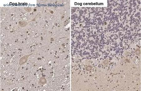 Novus Biologicals NBP3-25678 image 1