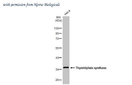 Novus Biologicals NBP3-25721 image 1