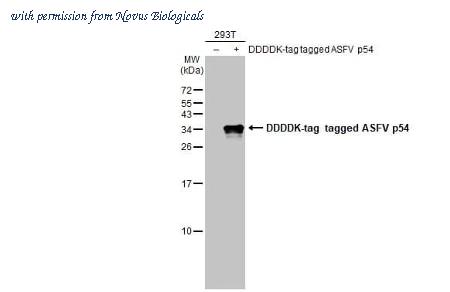 Novus Biologicals NBP3-25369 image 1