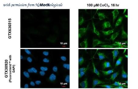 Novus Biologicals NBP3-25384 image 1