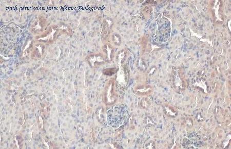 Novus Biologicals NBP3-25618 image 1