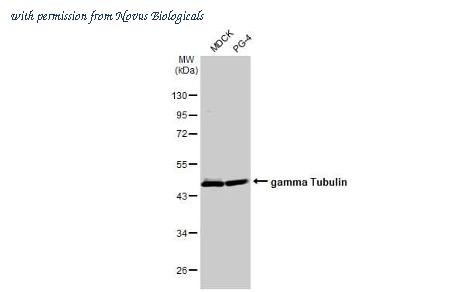 Novus Biologicals NBP3-25476 image 1