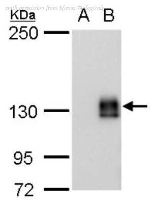 Novus Biologicals NBP2-43768 image 1