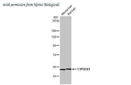 Novus Biologicals NBP3-25429 image 1