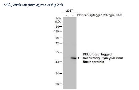 Novus Biologicals NBP3-25479 image 1