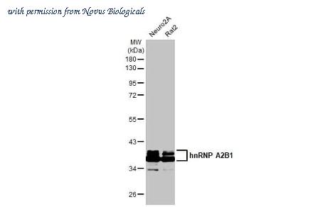 Novus Biologicals NBP3-25508 image 1