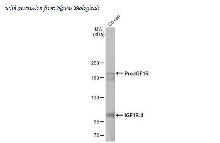 Novus Biologicals NBP3-25519 image 1