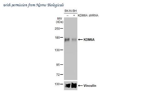 Novus Biologicals NBP3-25543 image 1