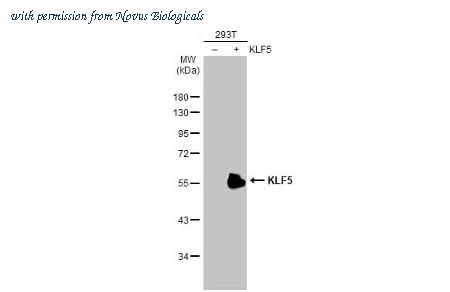Novus Biologicals NBP3-25544 image 1