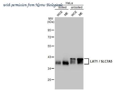 Novus Biologicals NBP3-25549 image 1