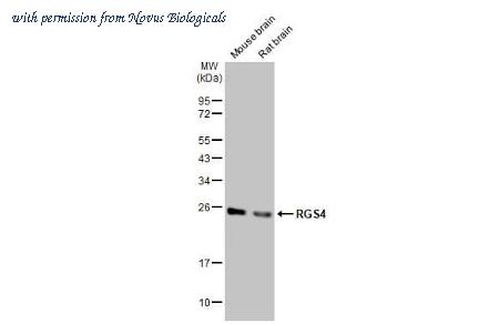 Novus Biologicals NBP3-25636 image 1