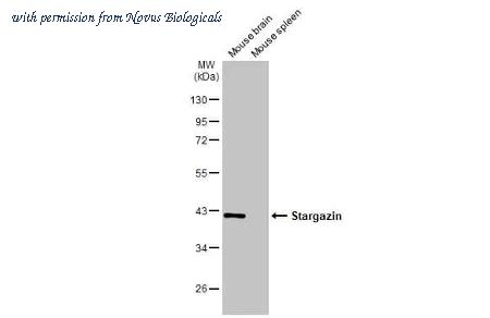 Novus Biologicals NBP3-25697 image 1
