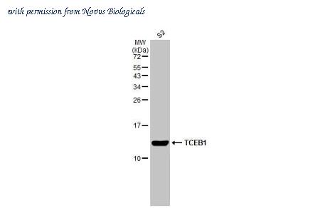 Novus Biologicals NBP3-25712 image 1