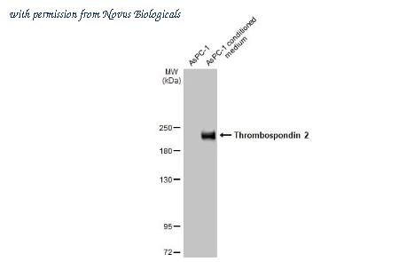 Novus Biologicals NBP3-25719 image 1