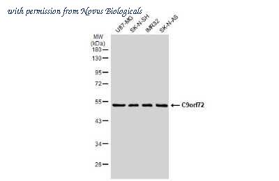 Novus Biologicals NBP3-13658 image 1
