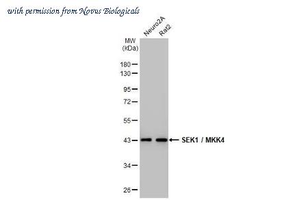 Novus Biologicals NBP3-25674 image 1