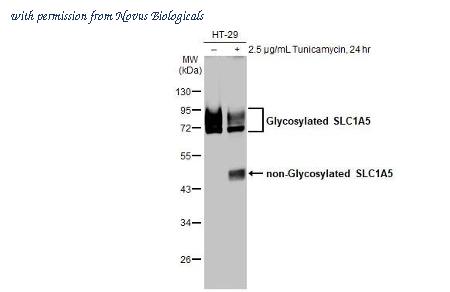 Novus Biologicals NBP3-25686 image 1