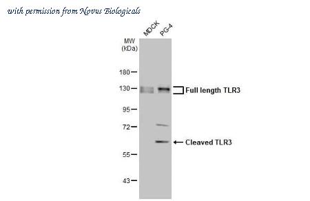 Novus Biologicals NBP3-25723 image 1
