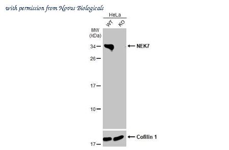 Novus Biologicals NBP3-25575 image 1