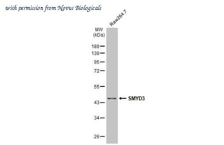 Novus Biologicals NBP3-25688 image 1