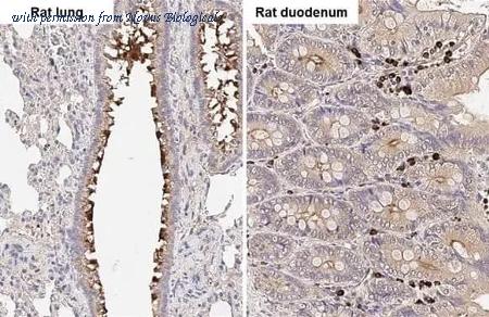 Novus Biologicals NBP3-25749 image 1