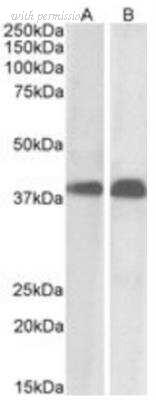 Novus Biologicals NB100-817 image 1