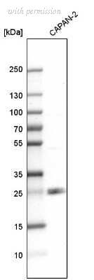 Novus Biologicals NBP1-90949 image 1