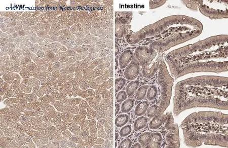 Novus Biologicals NBP3-25464 image 1